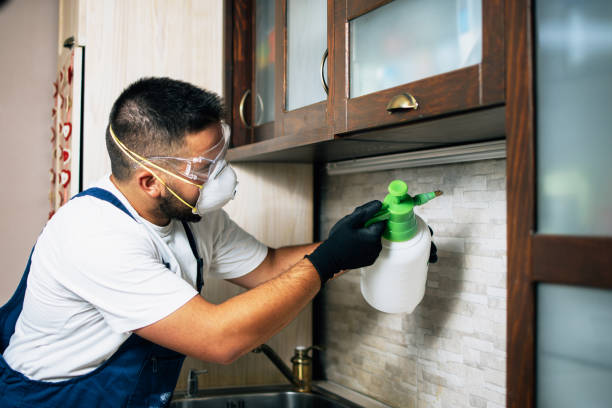 Best Wasp Removal Services  in Latham, NY