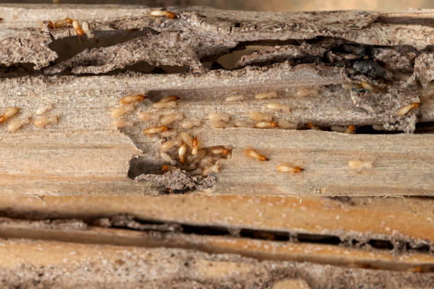 Best Residential Pest Control  in Latham, NY